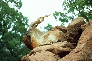 Tadjik Markhor - resting