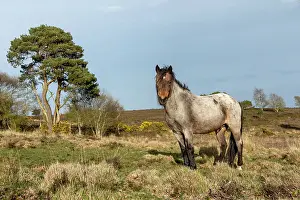 David Chapman: Tadnoll Heath - Pony - Dorset - UK