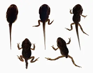 Composite: Tadpole development