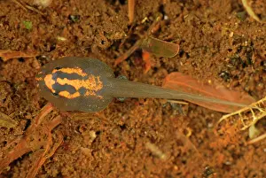 Reticulatus: Tadpole - (Reticulated Poison Dart Frog)