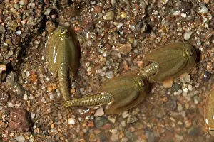 Quickly: Tadpole Shrimp - may live for years in dry soil