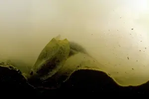 Temporary: Tadpole Shrimp - specimen excavating the mud in