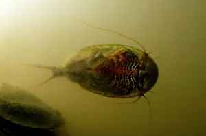 Excavate: Tadpole Shrimp - ventral view - living fossil is