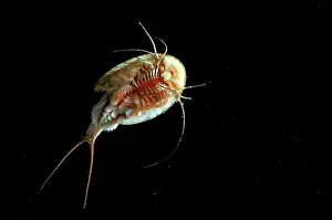 Excavate: Tadpole Shrimp - ventral view - living fossil is