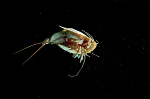 Excavate: Tadpole Shrimp - ventral view - living fossil is