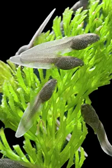35mm: Tadpoles of common frog - 4 weeks old, 1 x at 35mm