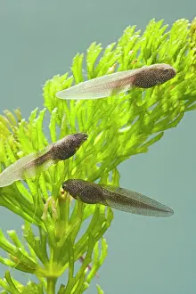 35mm: Tadpoles of common frog - 4 weeks old, 1 x at 35mm