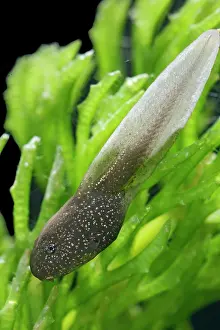 35mm: Tadpoles of common frog - 4 weeks old, 2 x at 35mm