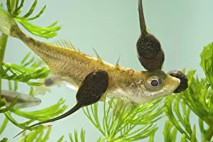 Sticklebacks: Tadpoles - common frog - feeding on stickleback