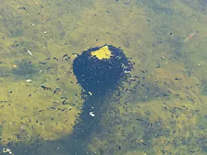 Duncan Usher: Tadpoles, of the common frog, a swarm feeding on vegetation in a lake