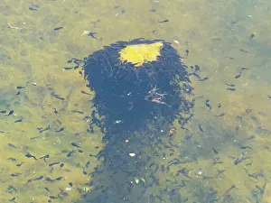 Duncan Usher: Tadpoles, of the common frog, a swarm feeding on vegetation in a lake