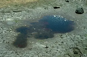 Puddles: Tadpoles of unknown species stranded in drying