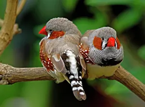 Guttata: Taeniopygia guttata