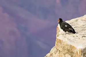 Gymnogyps: Tagged California Condor - Perched on rocky cliff