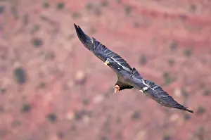 Radio: Tagged California Condor - Soaring