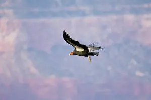 Radio: Tagged California Condor - Soaring