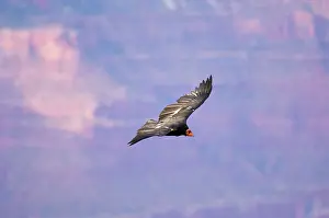 Radio: Tagged California Condor - Soaring