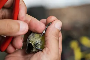Scientist: Tagging of bananaquit (Coereba flaveola), Island