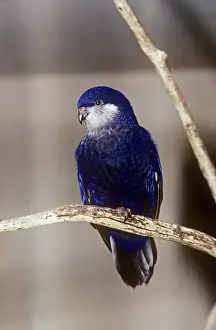 Tahitian: TAHITIAN BLUE LORY