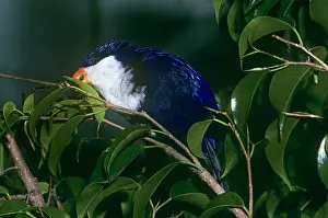 Tahitian: TAHITIAN BLUE LORY - PECKS LEAF