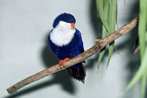 Tahitian: TAHITIAN BLUE LORY - ON PERCH