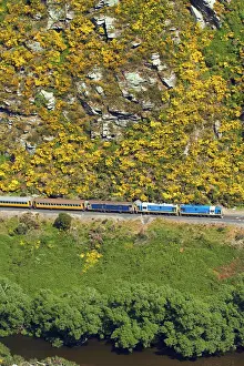 Gorse: Taieri Gorge Train and gorse in flower near