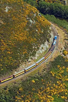 Gorse: Taieri Gorge Train and gorse in flower near