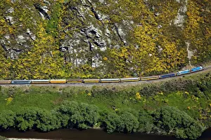 Gorse: Taieri Gorge Train, gorse in flower, Taieri