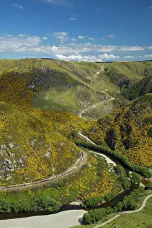 Gorse: Taieri Gorge Train, gorse in flower, Taieri