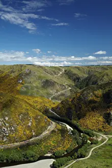 Paddock: Taieri Gorge Train, gorse in flower, Taieri