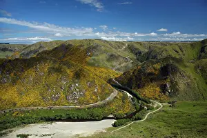 Gorse: Taieri Gorge Train and Taieri River at Hindon