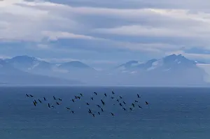 Taiga: Taiga Bean Geese
