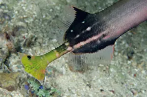 Bangka: Tail of Chinese Trumpetfish - Sampiri 2 dive