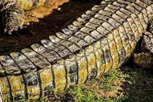 Oudtshoorn: Tail of a crocodile (Crocodylia), Cango Wildlife