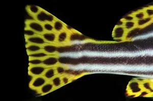 Sweetlips: Tail of Diagonal-banded Sweetlips