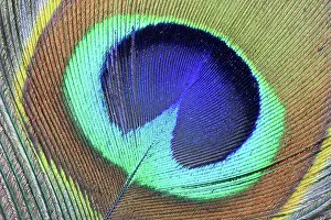 Peafowl: Tail feather of a peacock, peacock feather detail