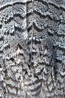 Bonasa: Tail feathers of a ruffed grouse, Bonasa