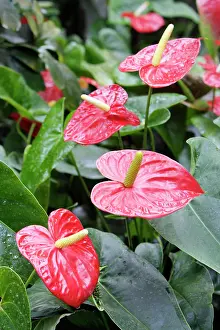 Anthurium: Tail Flower - plant in full flower