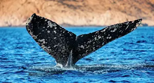 Fluke: Tail of the Humpback whale (Megaptera novaeangli
