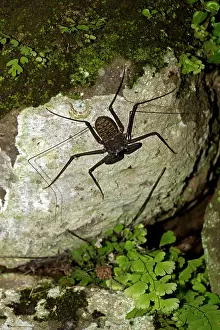 Whitei: Tail-less whip scorpion - Amblypygid
