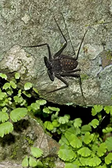 Whitei: Tail-less whip Scorpion - Amblypygid