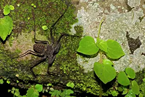 Whitei: Tail-less Whip Scorpion - Amblypygid