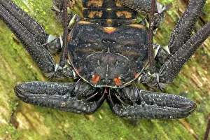 Whitei: Tail-less whip scorpion - Amblypygid - tropical dry forest