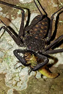 Whitei: Tail-less Whip Scorpion - feeding on grasshopper