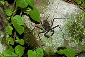 Whitei: Tail-less whip scorpiona - Amblypygid