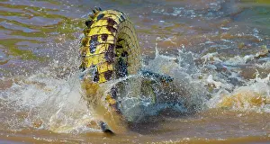 Attack: Tail of the Nile crocodile (Crocodylus niloticus