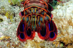 Smashing: Tail of Peacock Mantis - Emerald dive site, Seraya