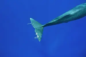 Sperm: Tail of a sperm whale probably injured by pilot