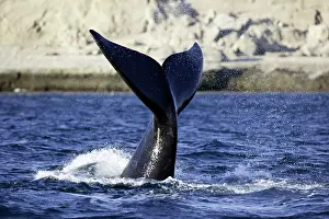 Splash: Tail Splashing Southern right whale, Eubalaena australis