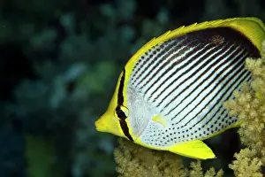 Butterflyfish: Tail-spot Butterflyfish